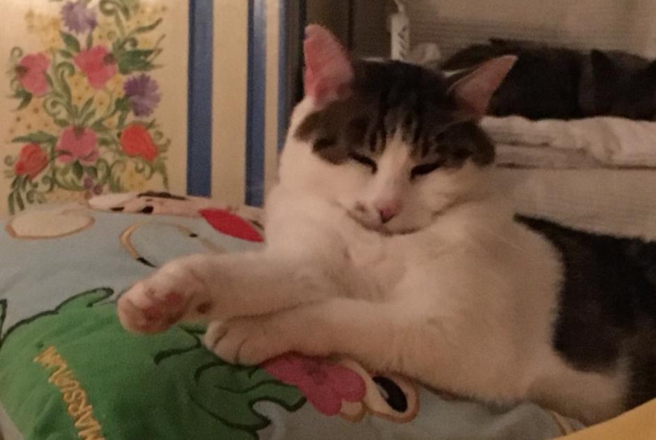 Alerte Disparition Chat Femelle , 5 ans Mommenheim France Alerte Disparition Chat Femelle , 5 ans Mommenheim France